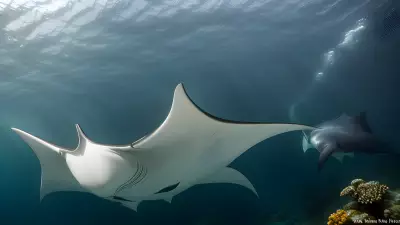 Majestic world underwater a close encounter with majestic manta rays