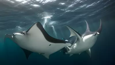 Majestic world underwater a close encounter with majestic manta rays