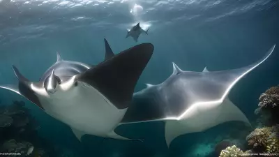 Majestic world underwater a close encounter with majestic manta rays