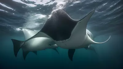 Majestic world underwater a close encounter with majestic manta rays