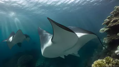 Majestic world underwater a close encounter with majestic manta rays