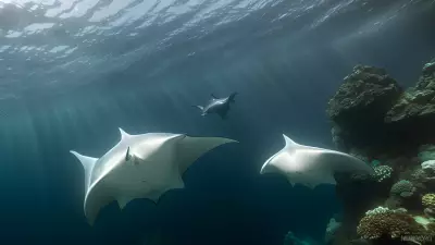 Majestic world underwater a close encounter with majestic manta rays