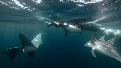 Majestic world underwater a close encounter with majestic manta rays