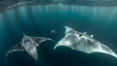 Majestic world underwater a close encounter with majestic manta rays