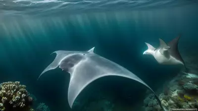 Majestic world underwater a close encounter with majestic manta rays