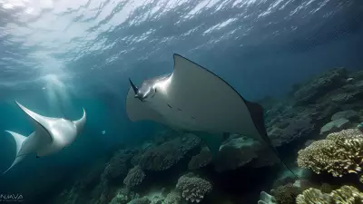 Majestic world underwater a close encounter with majestic manta rays