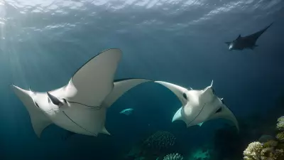 Majestic world underwater a close encounter with majestic manta rays