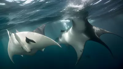 Majestic world underwater a close encounter with majestic manta rays