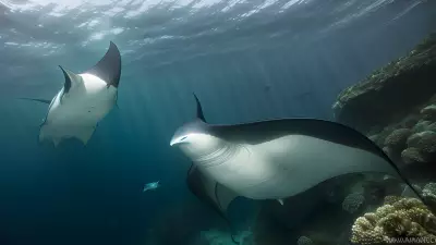 Majestic world underwater a close encounter with majestic manta rays