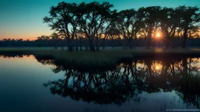 Wildlife Wonders at Blue Hour in the Diverse Swamp