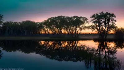 Wildlife Wonders at Blue Hour in the Diverse Swamp