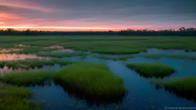 Wildlife Wonders at Blue Hour in the Diverse Swamp