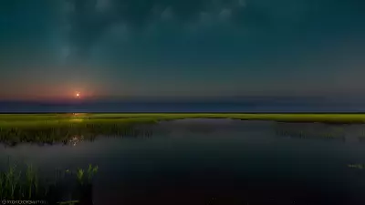 Wildlife Wonders at Blue Hour in the Diverse Swamp