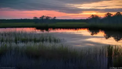 Wildlife Wonders at Blue Hour in the Diverse Swamp