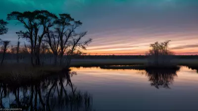 Wildlife Wonders at Blue Hour in the Diverse Swamp