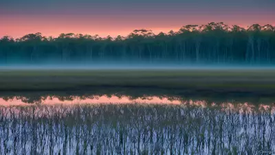 Wildlife Wonders at Blue Hour in the Diverse Swamp