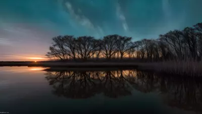 Wildlife Wonders at Blue Hour in the Diverse Swamp