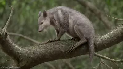 Mammal Majesty Exploring the Quiet Life of Animals in the Thickets