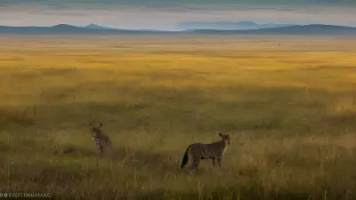 Coexisting with nature Wildlife tracking in the Steppe