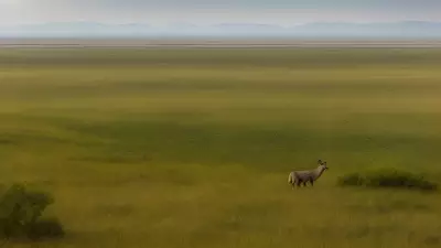 Coexisting with nature Wildlife tracking in the Steppe