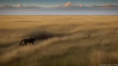 Coexisting with nature Wildlife tracking in the Steppe