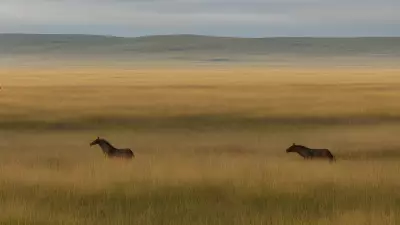 Coexisting with nature Wildlife tracking in the Steppe