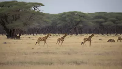 Unexpected Encounters in Wildlife Plateaus