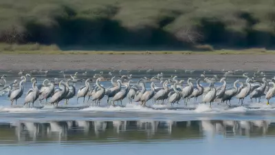 Migrating Herons at the Estuary