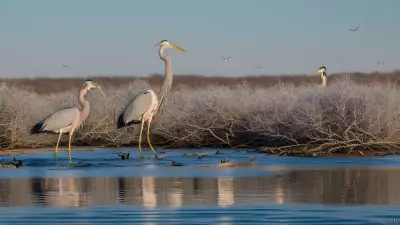 Migrating Herons at the Estuary