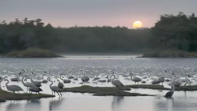 Migrating Herons at the Estuary