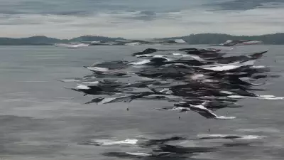 Serene Chaos Lake Meets Drone in Kinetic Art Exploration