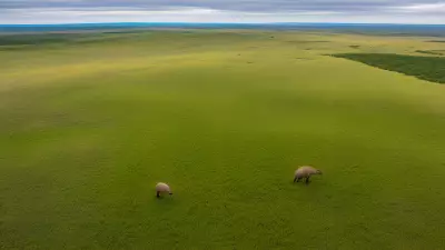 Marine Magic Capturing the Beauty of Mammals in Diverse Grasslands