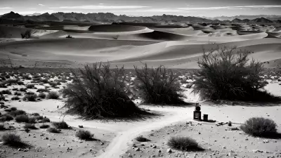 Dynamic Creativity in the Desert