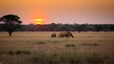 Harmony in the Wild Witnessing Mating Rituals on the Plains