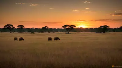 Harmony in the Wild Witnessing Mating Rituals on the Plains