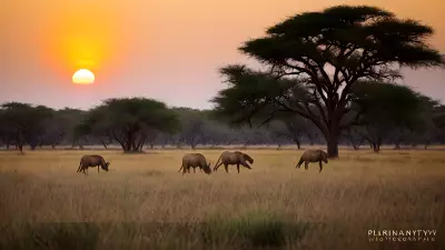 Harmony in the Wild Witnessing Mating Rituals on the Plains