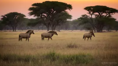 Harmony in the Wild Witnessing Mating Rituals on the Plains