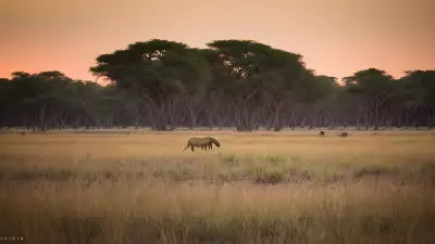 Harmony in the Wild Witnessing Mating Rituals on the Plains