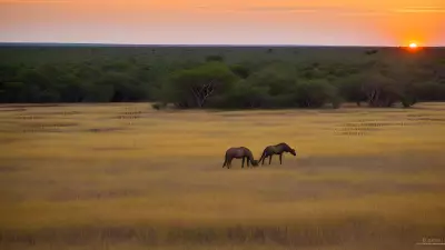 Harmony in the Wild Witnessing Mating Rituals on the Plains
