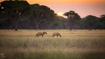Harmony in the Wild Witnessing Mating Rituals on the Plains