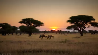 Harmony in the Wild Witnessing Mating Rituals on the Plains