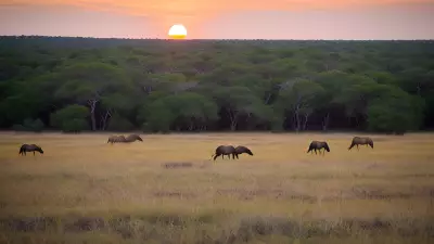Harmony in the Wild Witnessing Mating Rituals on the Plains
