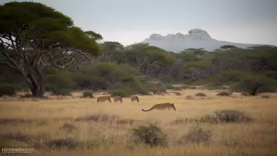 Candid Wild Encounters Serpentine Barrens
