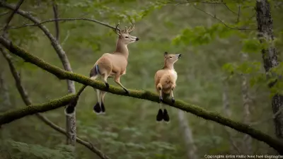 Delicate Balance in Gillian Jones' Thicket