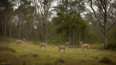 Delicate Balance in Gillian Jones' Thicket