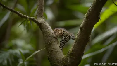 Tropical Wildlife A Photographer's Vision of Ecosystem Interplay