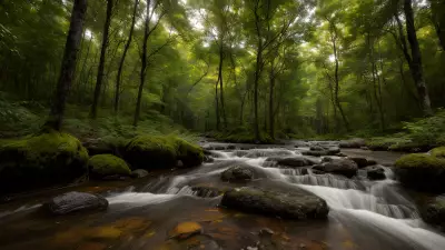 Wildlife Encounters in a Serene Forest Setting