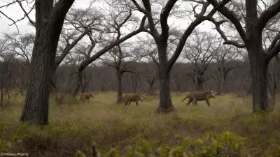 Breathtaking Wildlife in the Thickets Hunting Behaviors Unveiled